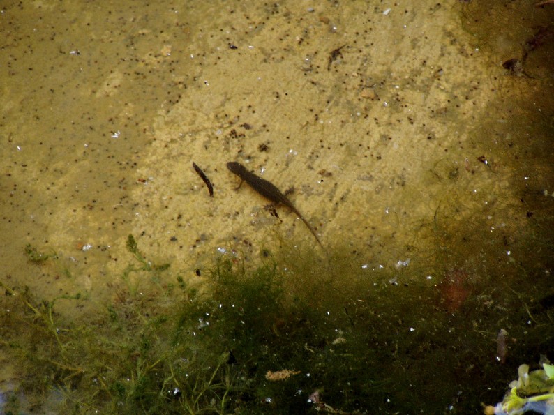 Il Laghetto del Centro di Entomologia - Piombino (LI)